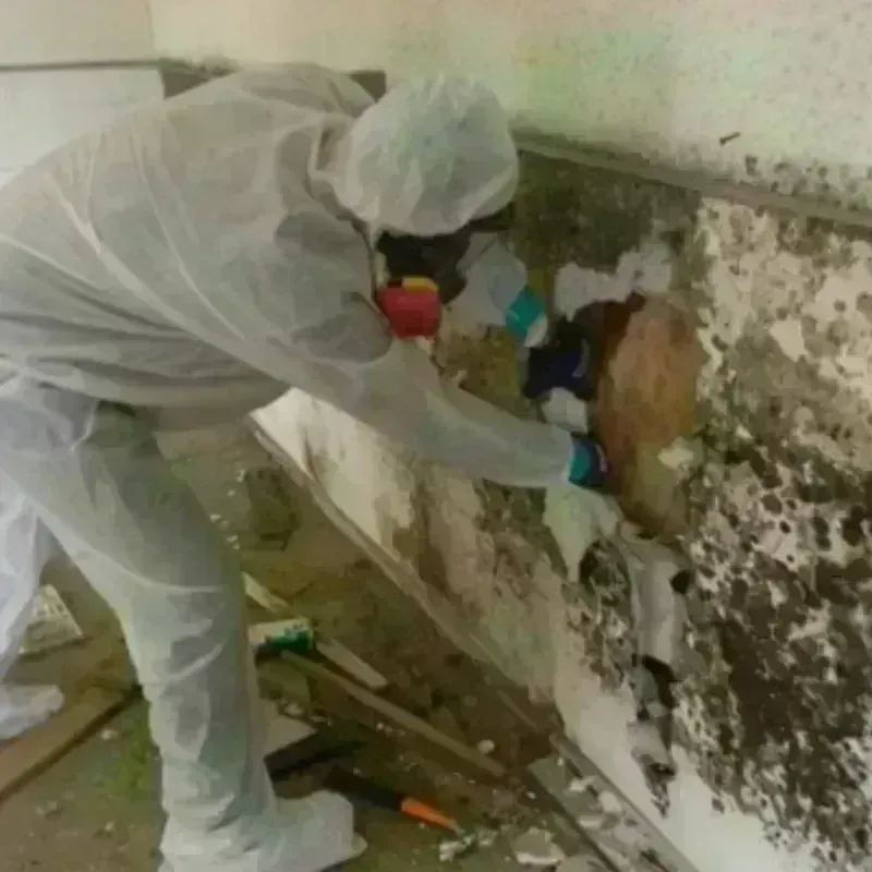 Mold Remediation and Removal in Liverpool, NY